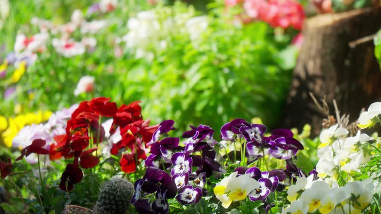 Image scenery of a flower bed where viola blooms