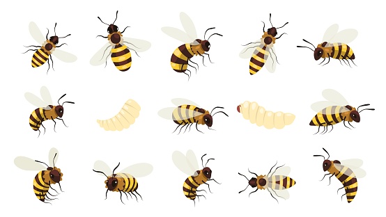 Honey bee bug. Winged buzz flying insect, striped bumblebee wasp with sting, beekeeping mead gathering honeycraft concept. Vector cartoon set of buzz insect and bee illustration