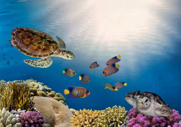 istock underwater coral reef landscape with colorful fish 1473926896