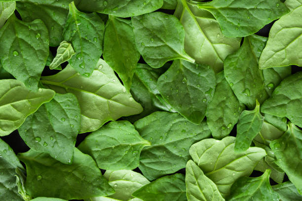 istock Top view of fresh spinach with water droplets 1473926924