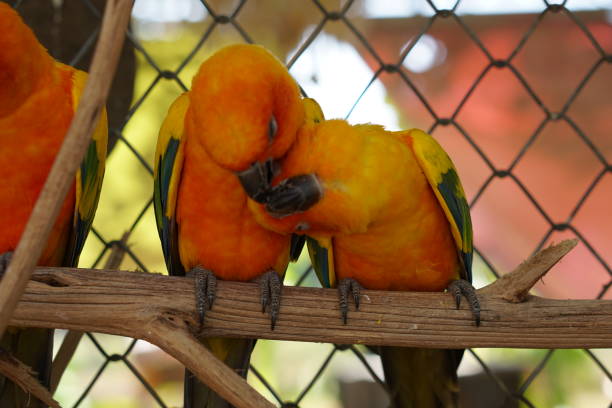istock Colorful parrots in the park 1473927240