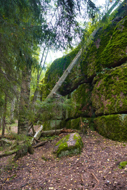 istock Rocks cliffs covered with moss among trees in the forest, Park Mon Repos, Vyborg, Russia 1473927401