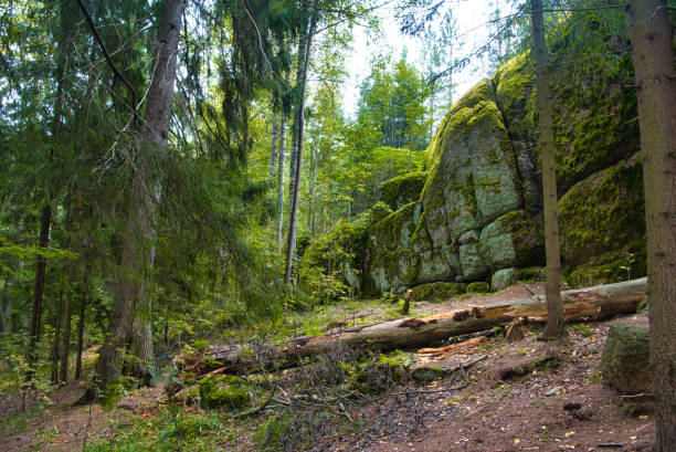 Tree lies in pine forest, Park Mon Repos, Vyborg, Russia.