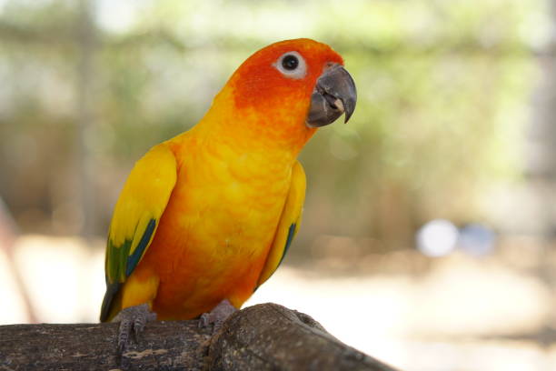istock Colorful parrots in the park 1473927422