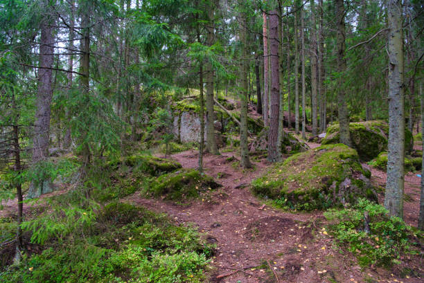 istock Stones in pine forest, Park Mon Repos, Vyborg, Russia 1473927537