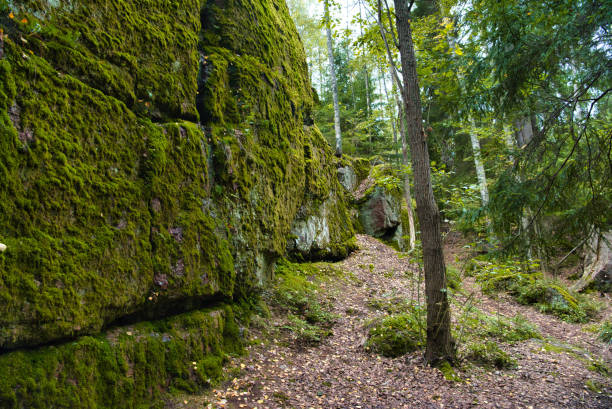 istock Rocks cliffs covered with moss among trees in the forest, Park Mon Repos, Vyborg, Russia 1473927541