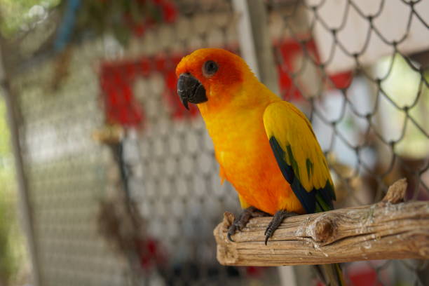 istock Colorful parrots in the park 1473927642
