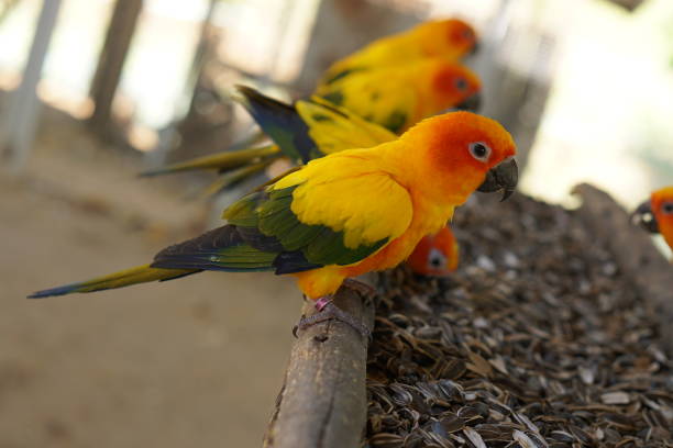 istock Parrots are deliciously eating sunflower seeds. 1473928127
