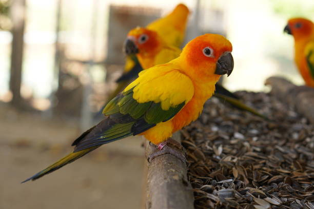 istock Colorful parrots in the park 1473928130