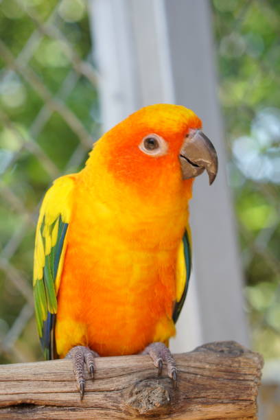 istock Colorful parrots in the park 1473928579