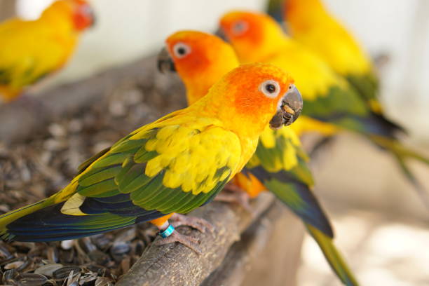 istock Parrots are deliciously eating sunflower seeds. 1473929352