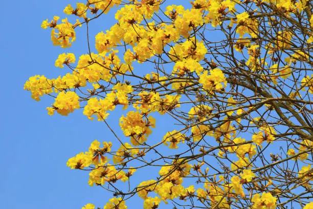 blooming flowers of the Golden Trumpet-Tree with blue sky background,close-up of yellow flowers blooming on the branches in a sunny day