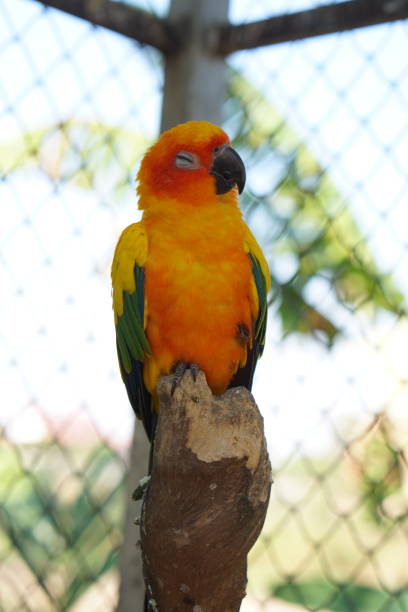 istock Colorful parrots in the park 1473929476