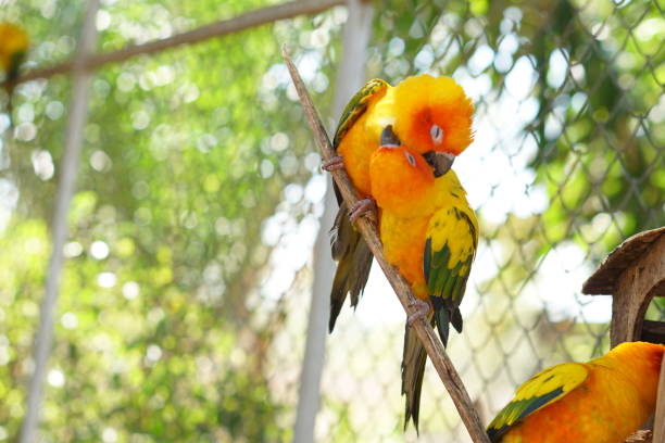 istock Colorful parrots in the park 1473929548