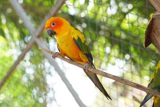 istock Colorful parrots in the park 1473929609