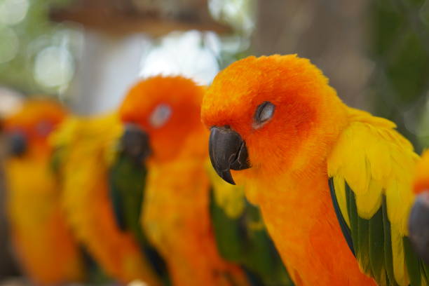 istock Colorful parrots in the park 1473929677