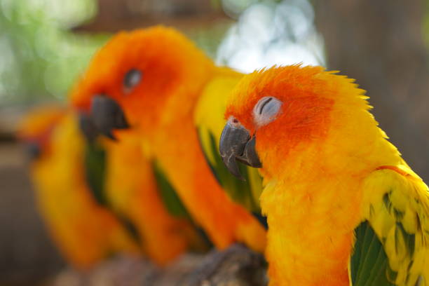 istock Colorful parrots in the park 1473929681