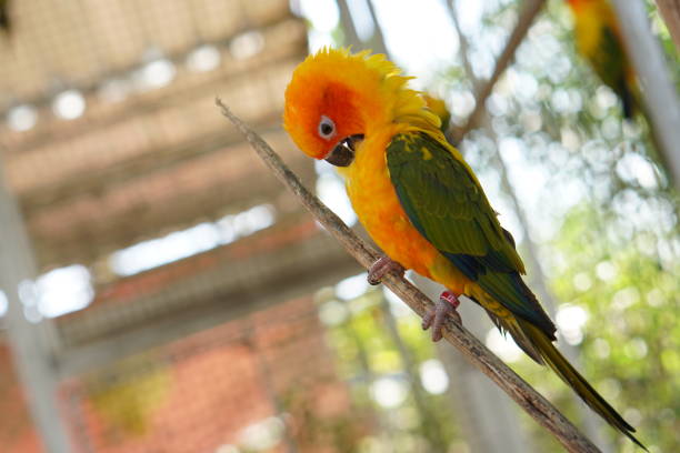 istock Colorful parrots in the park 1473929721