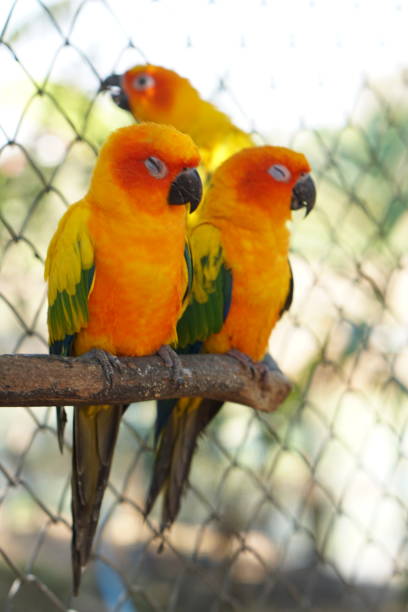 istock Colorful parrots in the park 1473929740