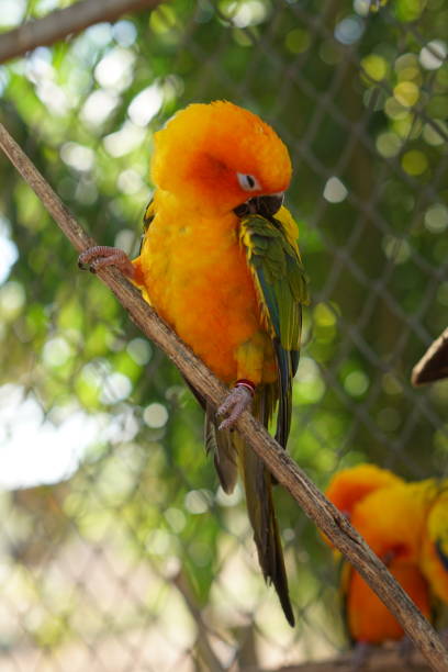 istock Colorful parrots in the park 1473929764