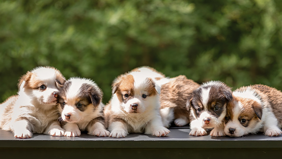 Cute little puppies of welsh corgi pembroke breed dog lying together in line outdoors