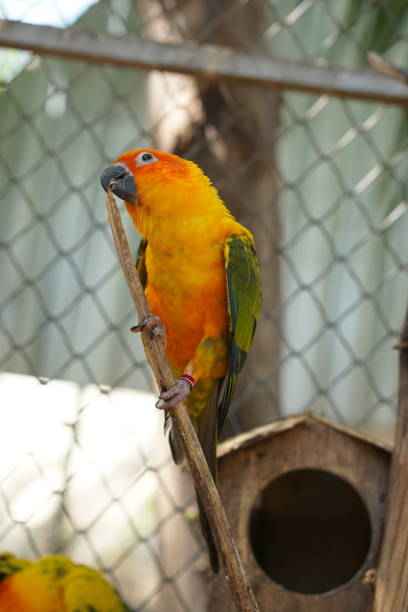 istock Colorful parrots in the park 1473929789