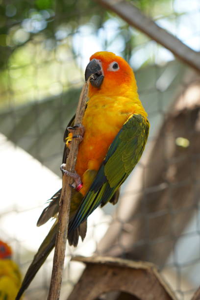 istock Colorful parrots in the park 1473929804