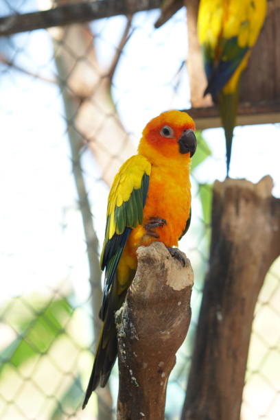 istock Colorful parrots in the park 1473929826