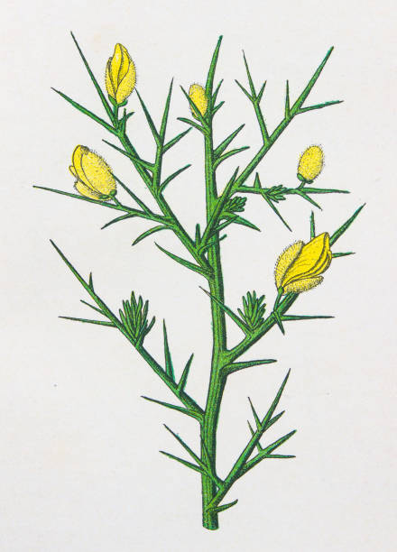 ilustrações, clipart, desenhos animados e ícones de ilustração botânica antiga: furze, gorse, ulex europaeus - tojo