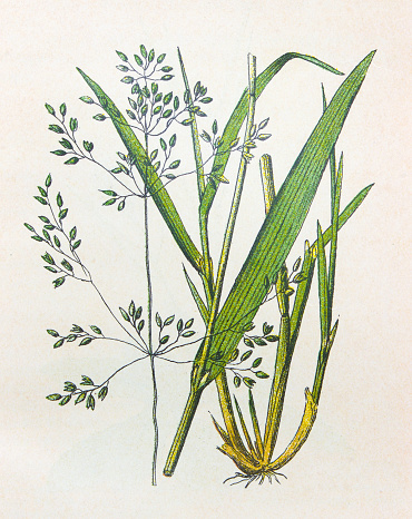 Antique botany illustration: Millet Grass, Milium effusum