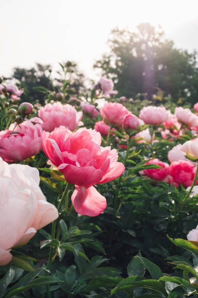piękne świeże koralowo-różowe kwiaty piwonii w pełnym rozkwicie w ogrodzie, z bliska. lato naturalne kwieciste tło. - longstocking zdjęcia i obrazy z banku zdjęć