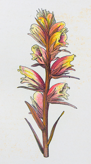 Antique botany illustration: Broom Rape, Orobanche major