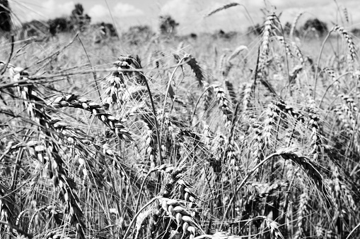 Unharvested rye field as a concept of Ukraine Russia war.