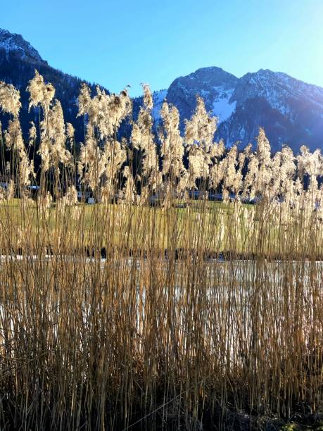 istock grasses in sunlight lake Froschsee 1473931330