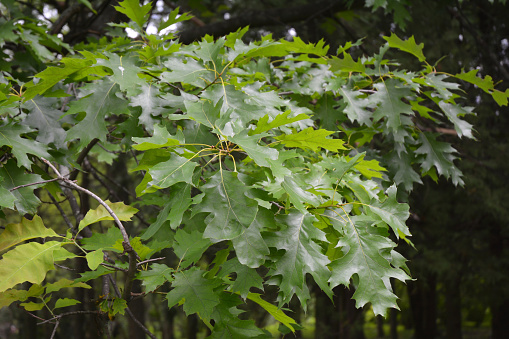 Northern red oak green leaves in summer.