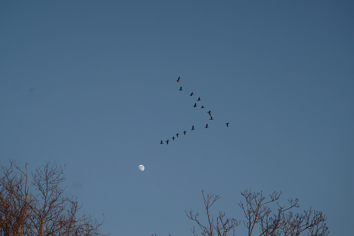 as migratory birds fly in front of the moon