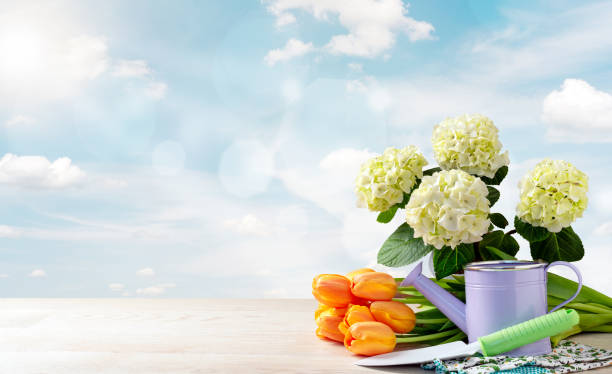 istock Bouquet of tulips, hydrangeas. 1473931667