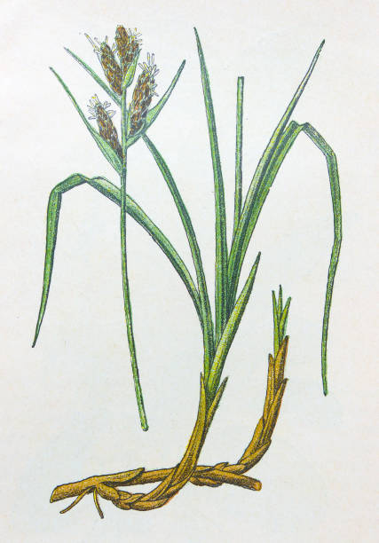Antique botany illustration: Sea Sedge, Carex arenaria Antique botany illustration: Sea Sedge, Carex arenaria carex pluriflora stock illustrations