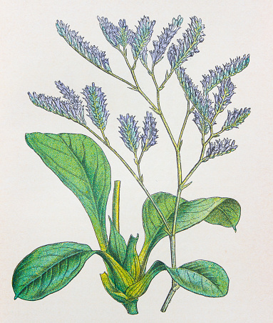 Antique botany illustration: Sea Lavender, Statice limonium