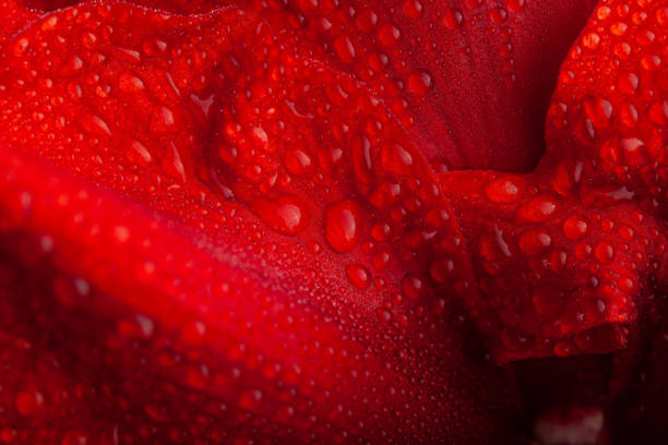 抽象的な接写自然テクスチャー赤冬のクリスマス花アマリリスメリークリスマス - winter close up nature macro ストックフォトと画像