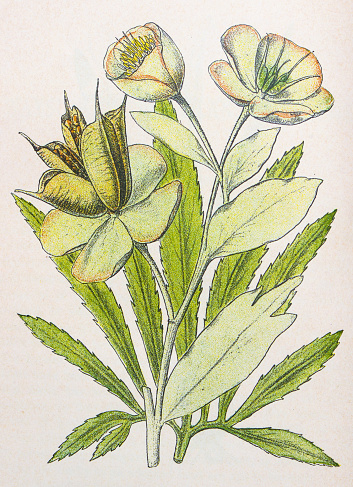 Antique botany illustration: Setterwort, Stinking Hellebore, Helleborus foetidus