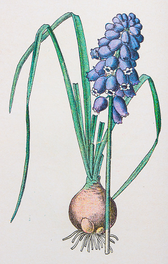 Antique botany illustration: Grape Hyacinth, Muscari racemosum