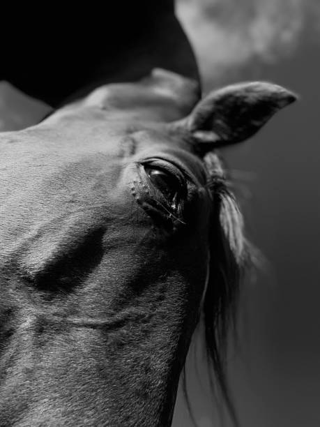 istock Zoom on a spirit 1473933731