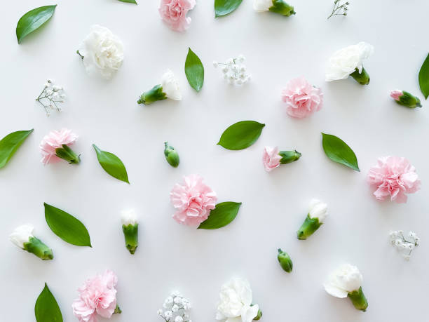 istock Floral pattern of pink and white carnations, green leaves 1473933768