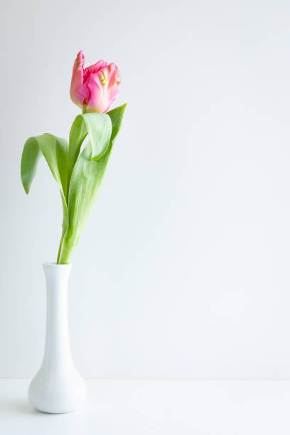 Single pink tulip in a white vase stock photo