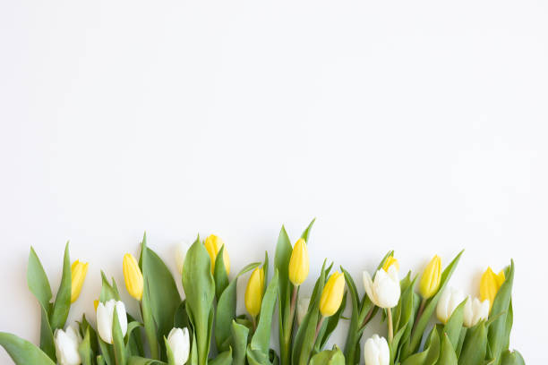 istock Border of yellow and white tulips 1473934389