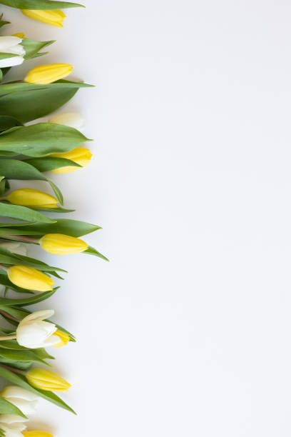 istock Border of yellow and white tulips 1473934392