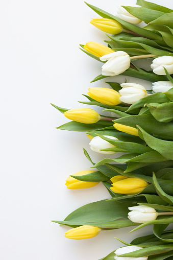 Border of fresh yellow and white tulips on a white background with copy space