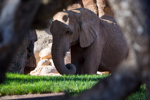 Elefante in ambiente naturale