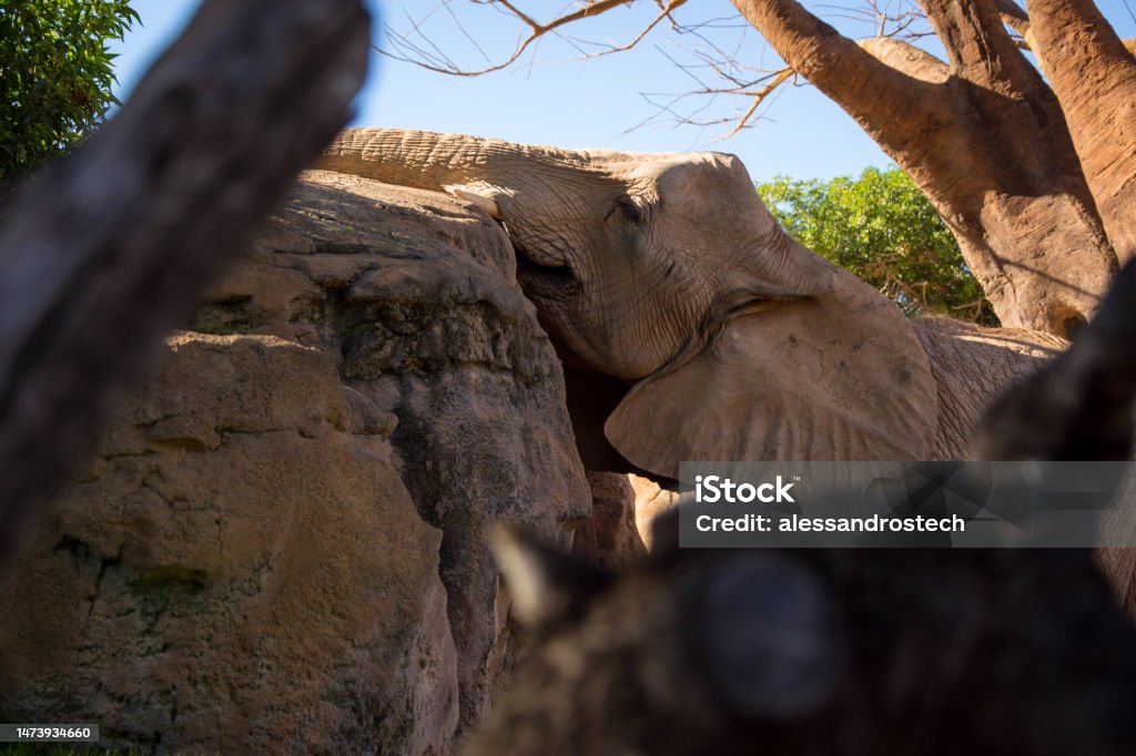 Elefante Elefante in ambiente naturale African Elephant Stock Photo